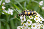 Tesařík čtveropásý (Leptura quadrifasciata)