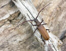 Tesařík drsnorohý (Megopsis scabricornis)