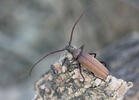 Tesařík drsnorohý (Megopsis scabricornis)