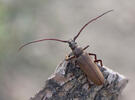 Tesařík drsnorohý (Megopsis scabricornis)