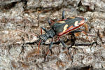 Tesařík dvoupásovaný (Rhagium bifasciatum)