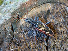 Tesařík dvoupásovaný (Rhagium bifasciatum)