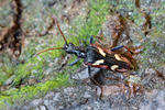 Tesařík dvoupásovaný (Rhagium bifasciatum)