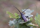 Tesařík obrovský (Cerambyx cerdo)