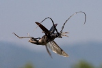 Tesařík obrovský (Cerambyx cerdo)