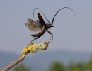 Tesařík obrovský (Cerambyx cerdo)