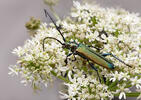 Tesařík pižmový (Aromia moschata)