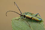 Tesařík pižmový (Aromia moschata)