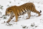 Tiger sibírsky