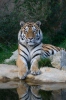 Tiger sibírsky