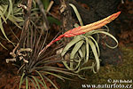 Tilandsia (Tillandsia sp.)