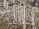 Topol osika (Populus tremula)