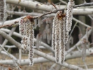 Topol osika (Populus tremula)