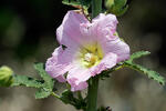 Topolovka růžová (Alcea rosea)