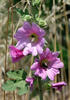 Topolovka růžová (Alcea rosea)