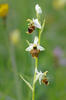 Tořič čmelákovitý Holubyho (Ophrys holoserica subsp. holubyana)