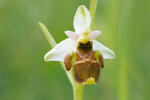 Tořič čmelákovitý Holubyho (Ophrys holoserica subsp. holubyana)