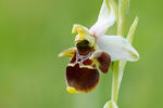 Tořič čmelákovitý Holubyho (Ophrys holoserica subsp. holubyana)