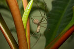 Třesavka velká (Pholcus phalangioides)