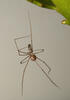 Třesavka velká (Pholcus phalangioides)