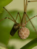 Třesavka velká (Pholcus phalangioides)