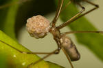 Třesavka velká (Pholcus phalangioides)