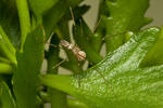 Třesavka velká (Pholcus phalangioides)