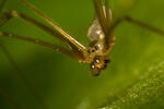 Třesavka velká (Pholcus phalangioides)