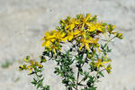 Třezalka tečkovaná (Hypericum perforatum)