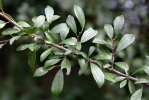 Trnka obecná (Prunus spinosa)