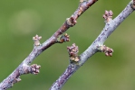 Trnka obecná (Prunus spinosa)