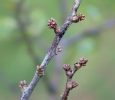 Trnka obecná (Prunus spinosa)