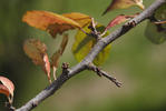 Trnka obecná (Prunus spinosa)