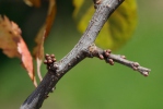 Trnka obecná (Prunus spinosa)