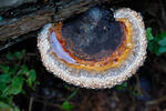 Troudnatec pásovaný (Fomitopsis pinicola)