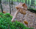 Ucháč čepcovitý