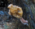 Ucháč čepcovitý (Gyromitra infula)