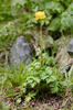 Upolín evropský (Trollius europaeus)