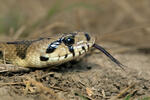 Užovka iberská (Zamenis scalaris)