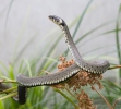 Užovka obojková (Natrix natrix)