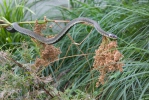 Užovka obojková (Natrix natrix)