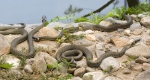 Užovka obojková (Natrix natrix)