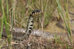 Užovka obojková (Natrix natrix)