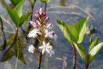 Vachta trojlistá (Menyanthes trifoliata)