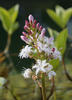 Vachta trojlistá (Menyanthes trifoliata)