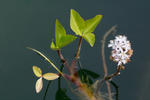 Vachta trojlistá (Menyanthes trifoliata)