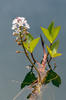 Vachta trojlistá (Menyanthes trifoliata)