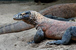 Varan komodský (Varanus komodoensis)