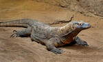 Varan komodský (Varanus komodoensis)