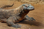 Varan komodský (Varanus komodoensis)